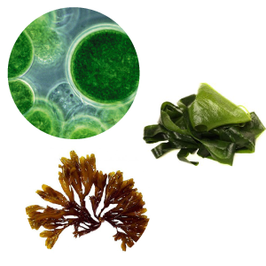 Complesso di alghe